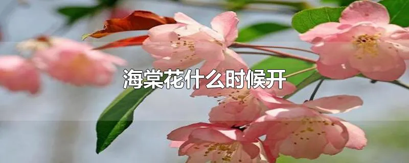 海棠花什么时候开