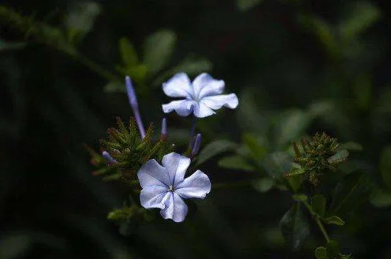 蓝花丹怎么样种植