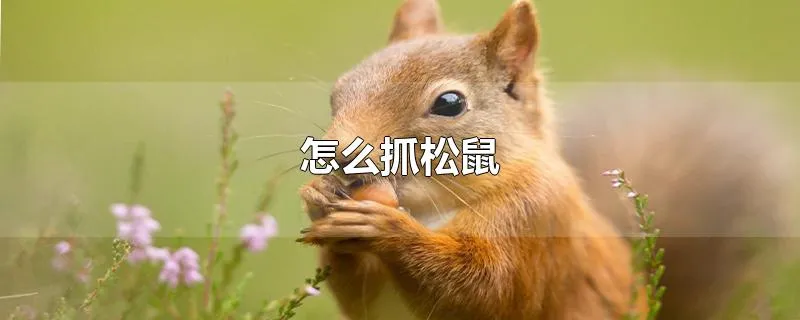 怎么抓松鼠