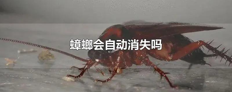 蟑螂会自动消失吗