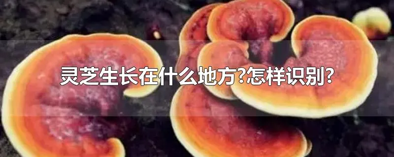 灵芝生长在什么地方?怎样识别?