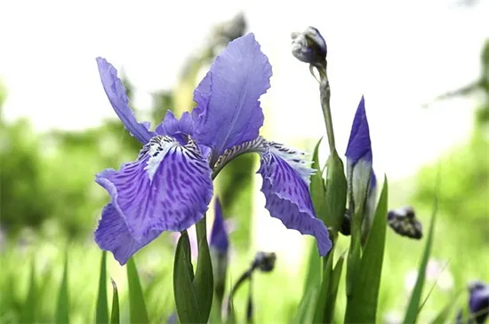 鸢尾花花语