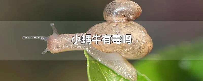 小蜗牛有毒吗