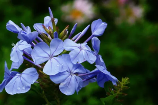 蓝花丹的花期