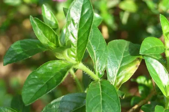 雪茄花叶子全干了