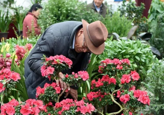 买花技巧：牢记买花8不要，从此买花不被骗