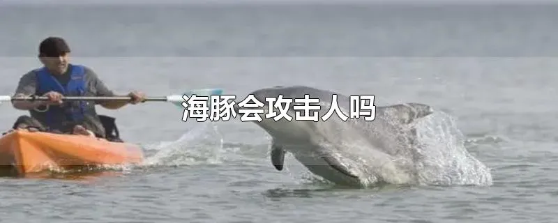 海豚会攻击人吗