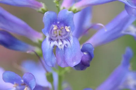 钓钟柳的花期