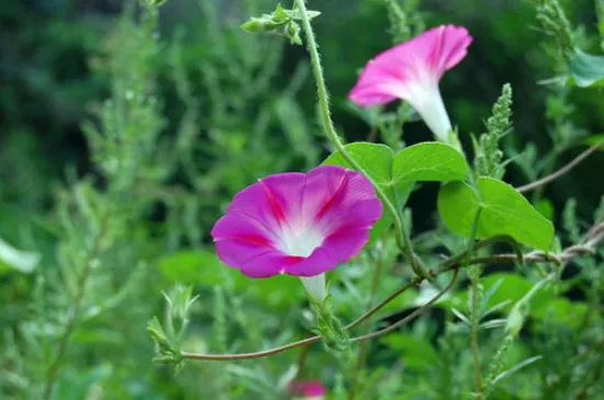 喇叭花为什么早上开花晚上合