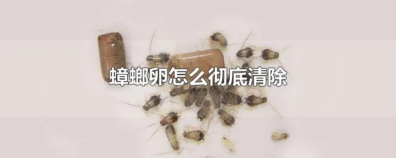 蟑螂卵怎么彻底清除