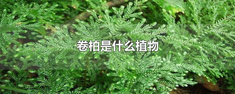 卷柏是什么植物