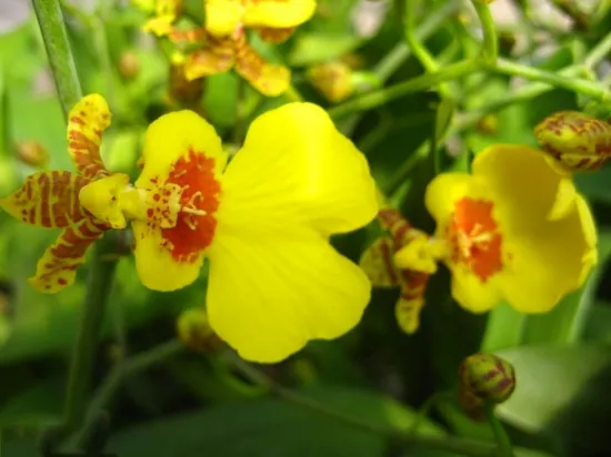 一年四季都开花的植物