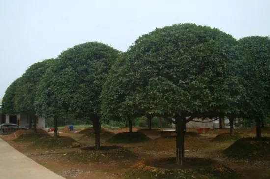 金桂花树种植技术，6个步骤枝壮叶绿