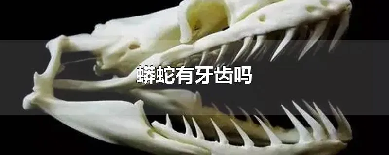 蟒蛇有牙齿吗