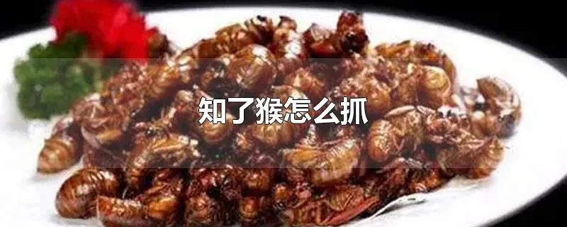 知了猴怎么抓