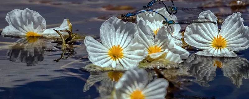 水性杨花是什么花