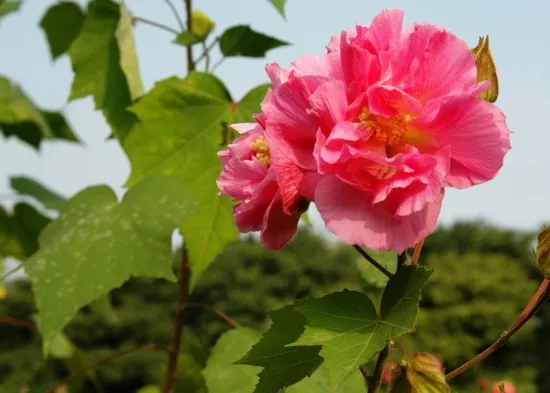 芙蓉花的花期：一般在8月-11月间