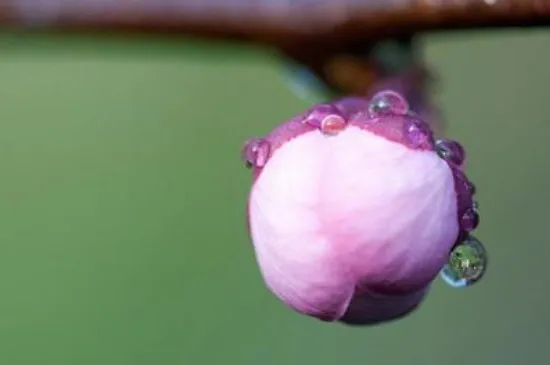 花蕾和花蕊什么区别