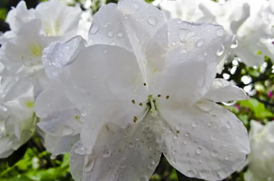 春雨怎么养