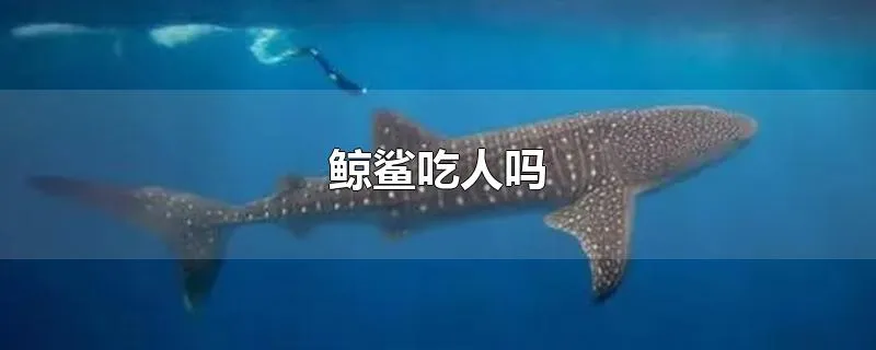 鲸鲨吃人吗