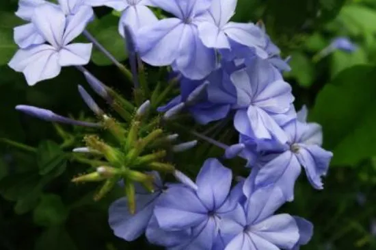 蓝花丹的花期