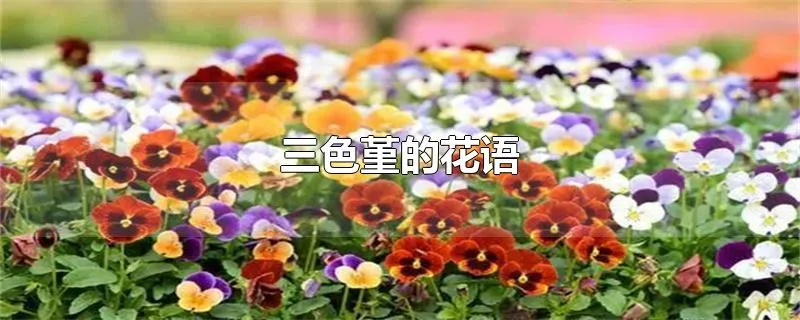 三色堇的花语