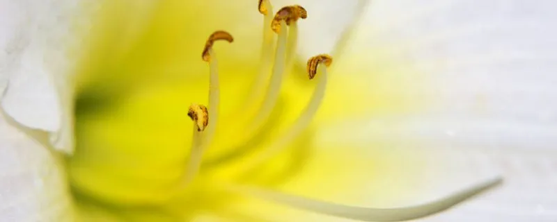 花粉在雄蕊的什么地方