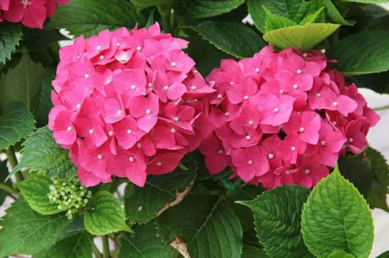 龙船花和绣球花的区别，花叶株型的三大不同点