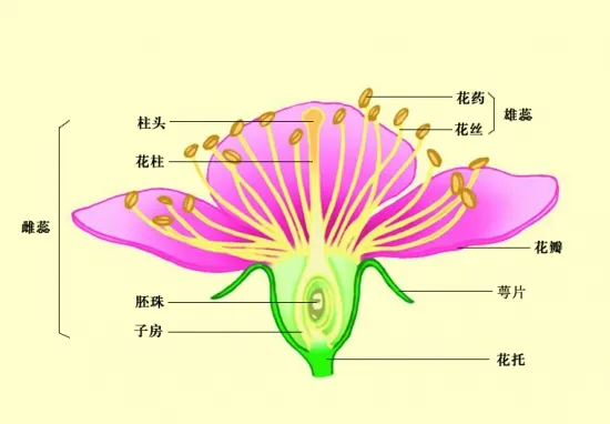 花的构造