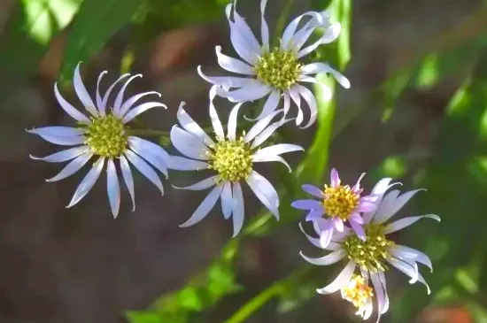 紫菀花的花语是什么