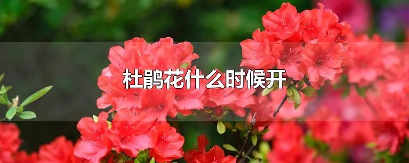 杜鹃花什么时候开