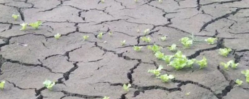 塘泥怎么处理才能种花