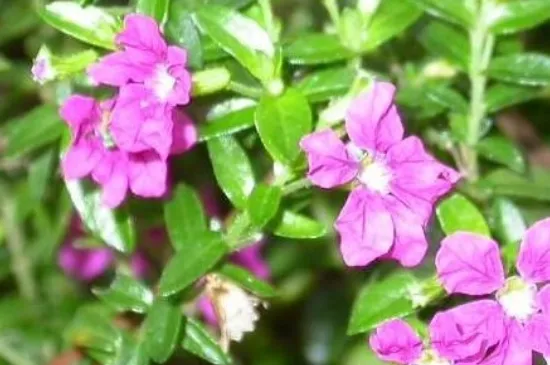 雪茄花怎么繁殖