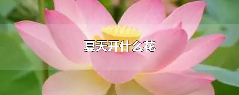 夏天开什么花