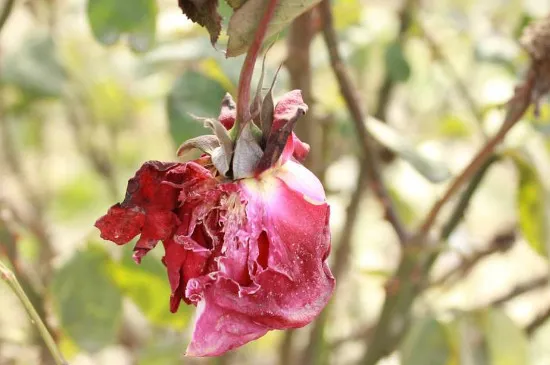 花快枯萎了怎么救活