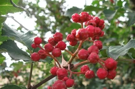 大红袍花椒和花椒区别