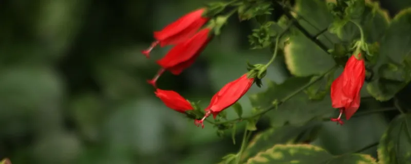 悬铃花叶子上长白点