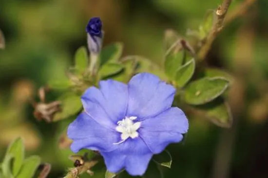 篮星花怎么养