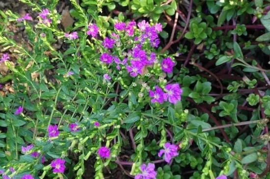 雪茄花花期