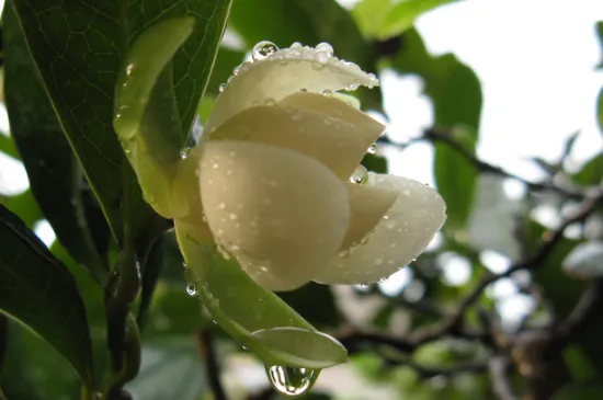 夜合花象征什么