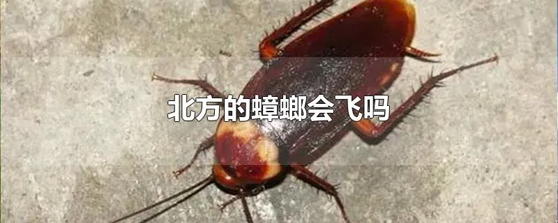 北方的蟑螂会飞吗