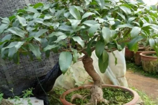 院子里种桂花树的禁忌