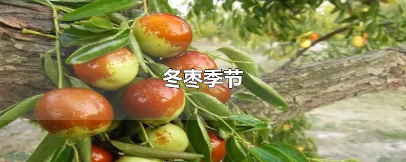 冬枣季节