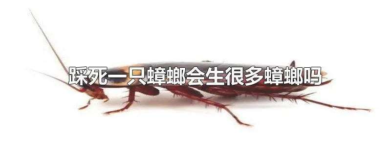 踩死一只蟑螂会生很多蟑螂吗