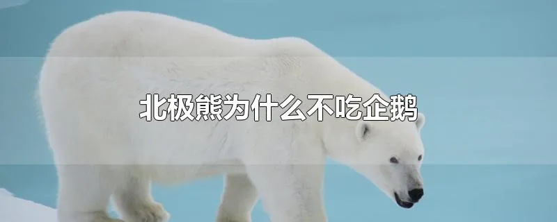 北极熊为什么不吃企鹅