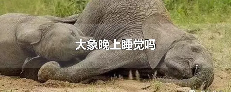 大象晚上睡觉吗
