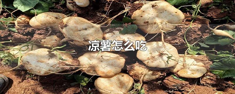 凉薯怎么吃