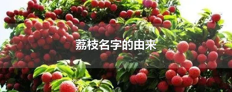 荔枝名字的由来