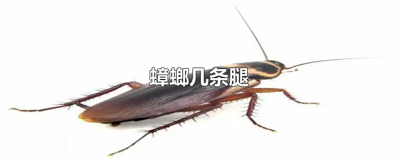 蟑螂几条腿