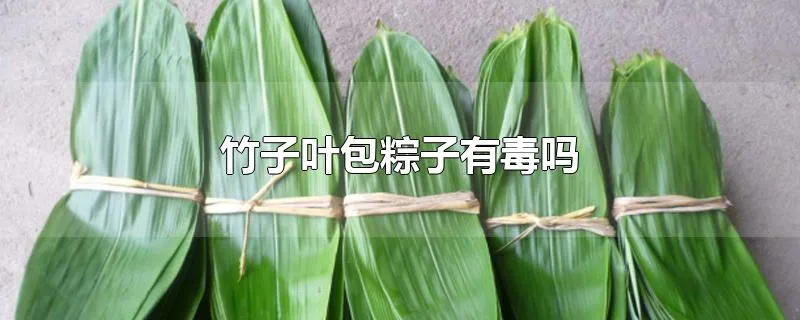 竹子叶包粽子有毒吗